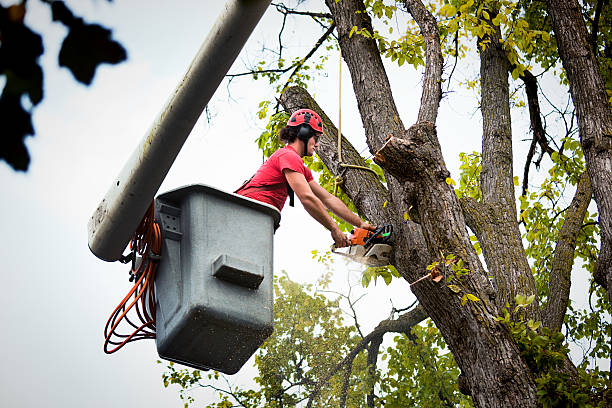 Best Arborist Consultation Services  in Washington, DC